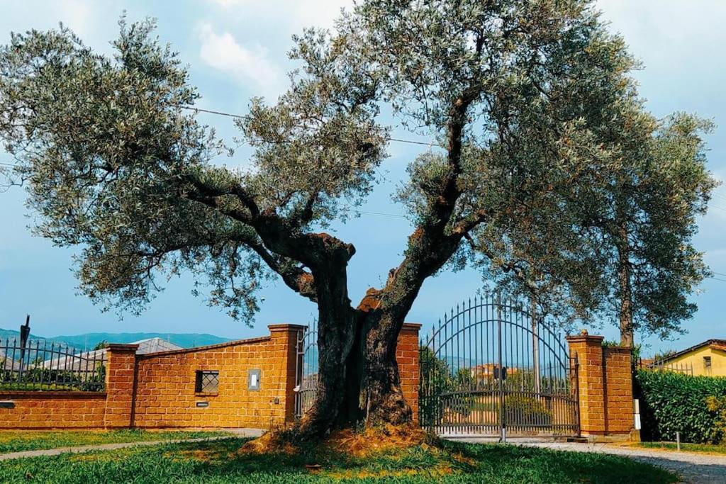 Casa vacanze Casolare L'antico Olivo *
