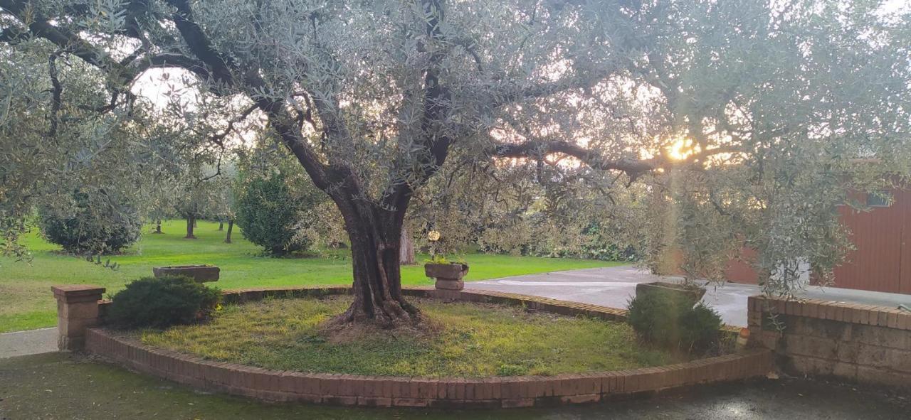 Casolare L'antico Olivo Casa vacanze *