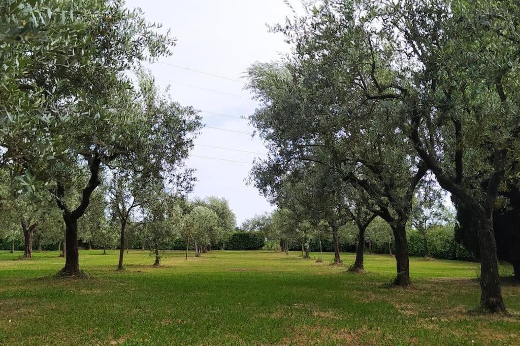 Casolare L'antico Olivo Holiday home *