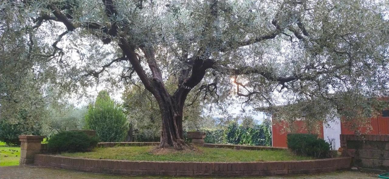 Casolare L'antico Olivo *
